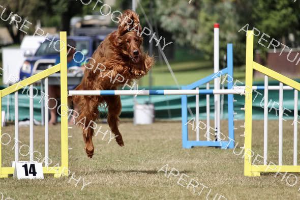 Dog 1