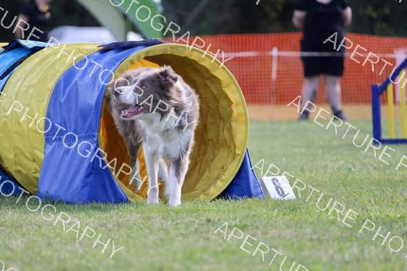 Dog 6