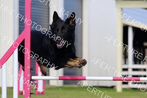 Dog 9